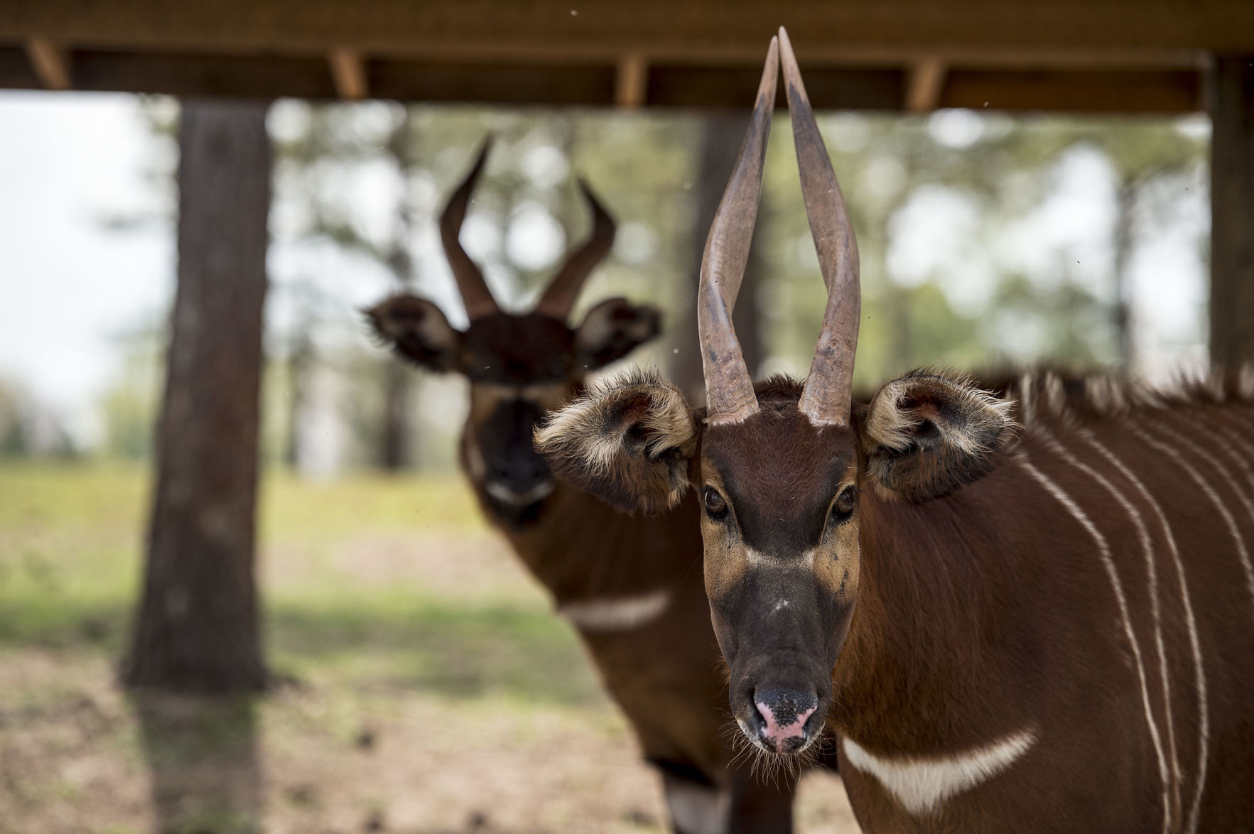 Wildlife 03